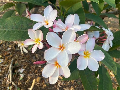Everything You Need To Know About Plumeria In Hawaiʻi Hawaii Magazine