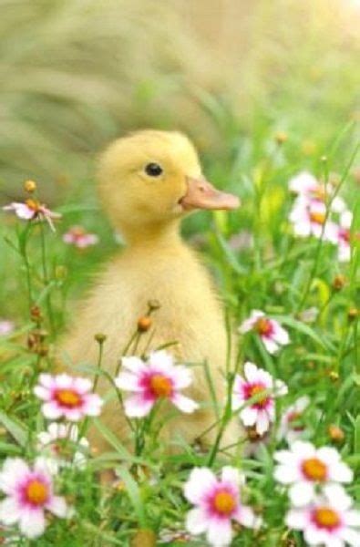 Spring In The Country ~ Duckling In Flowers ⊱╮ Süßeste