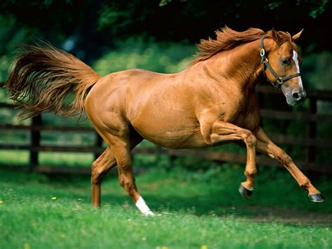 We did not find results for: Chestnut Or Sorrel - Open Debate Board - HorseCity Forums