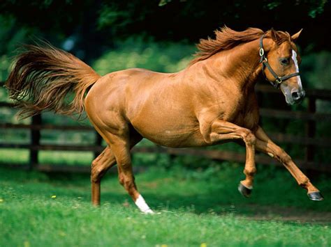 The 3 base horse colors are red (chestnut), black, and bay. Chestnut Or Sorrel - Open Debate Board - HorseCity Forums