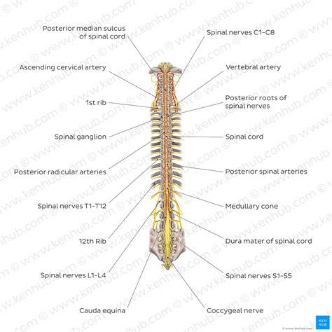 spinal cord anatomy structure tracts and function kenhub