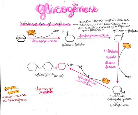 2 Glicogênese Bioquímica I