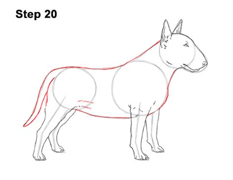 How To Draw A Dog Bull Terrier Video And Step By Step Pictures