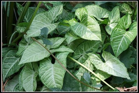 Plantas De Jardin Sin Flores Y Sus Nombres