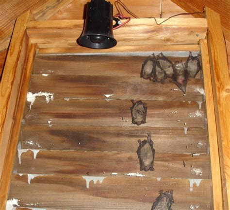 This allows the bats to land and climb up into their roosting chamber. Bat Removal and Exclusion Services in Greater Boston ...