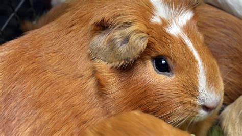 Guinea Pigs A Popular Peruvian Delicacy Bbc News