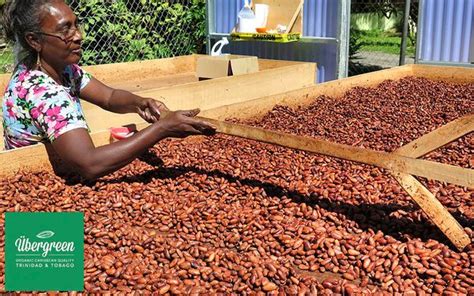 Fs Organic Cocoa Beans From Trinidad