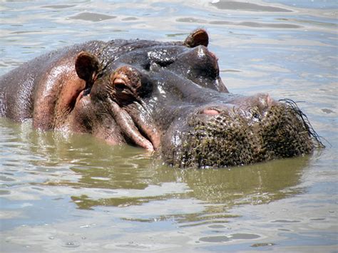 Hippos Hippopotamus Serengeti National Park Safari T Flickr
