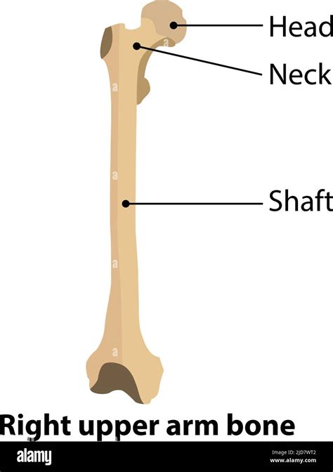 Bones Of The Upper Body Stock Vector Images Alamy