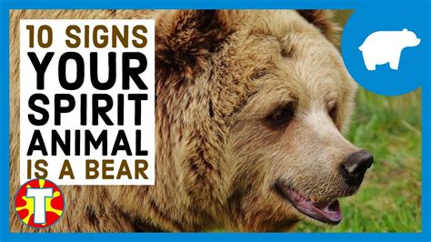 What Is Your Spirit Animal Bear Edition Youtube