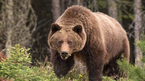 Grizzly Bear In Southwest Calgary Prompts Closure Of Griffith Woods