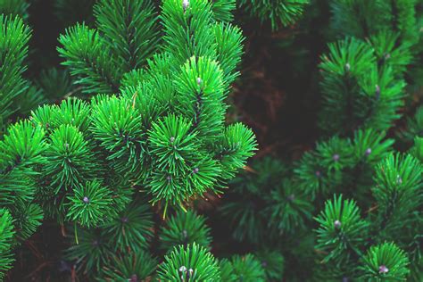 Why Your Pine Trees Are Falling Over Fielding Tree And Shrub Care