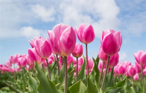 Dan jangan lupa untuk membuat gambar daun bunga tulip dengan wujud runcing. Koleksi Gambar Bunga Tulip Mekar Indah Dipandang