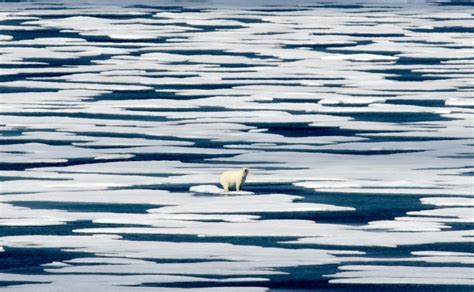 Polar Bears Narwhals Cant Adapt To Climate Change Fast Enough