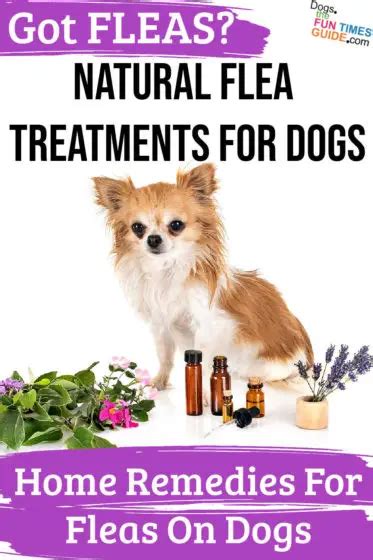 Natural Flea Treatments For Dogs Home Remedies For Fleas The First