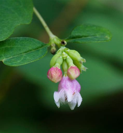 Free 64 Common Snowberry Symphoricarpos Albus Doodlekun