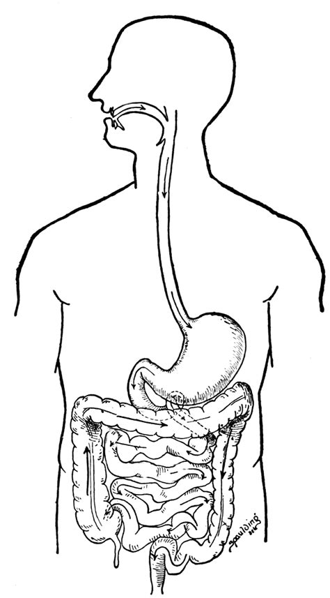 Simple Digestive System Diagram For Kids