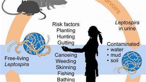 Racun tikus rtv kuantan, kuantan. Penyakit Kencing Tikus Sudah Renggut Nyawa Lima Warga ...