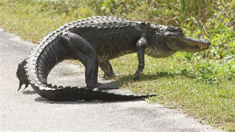 Alligator In Road Blamed In Crash That Killed Mom And 2 Kids In Sc