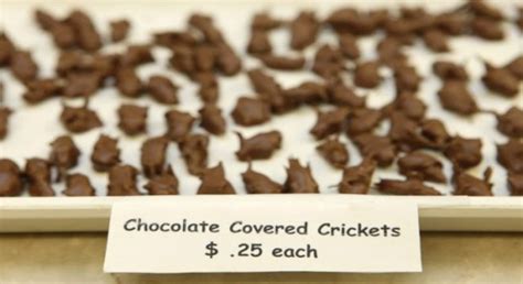Image Chocolate Covered Cricket Disgusting Recipes Wiki