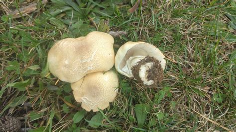 Agaricus Fissuratus From Ross Township Pa Usa On October At