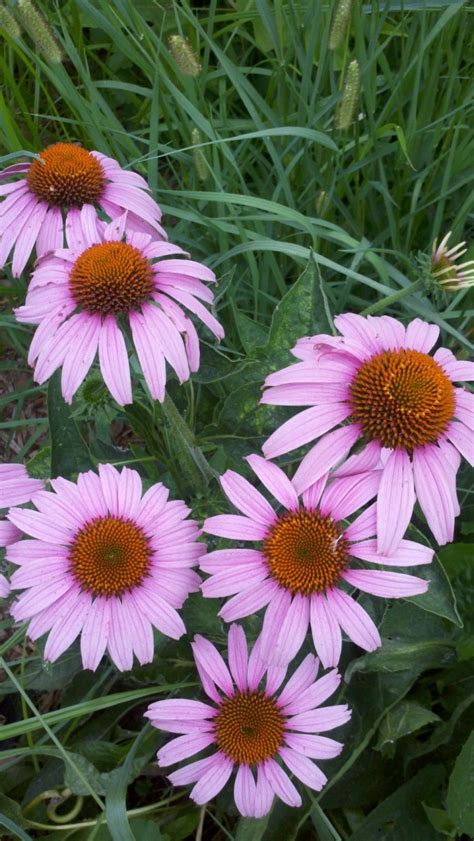 Growing up, whenever i caught a cold, my mom would reach for the echinacea tea. How to Grow Coneflowers (Echinacea Purpurea) | Dengarden
