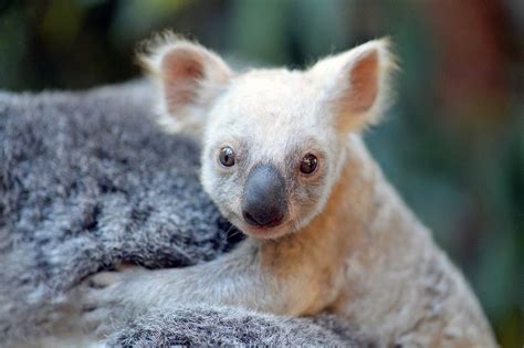 You Can Help Name The Rare White Koala Born At Australia Zoo