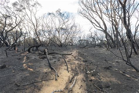 rotary launches appeal following australian bushfires laptrinhx news