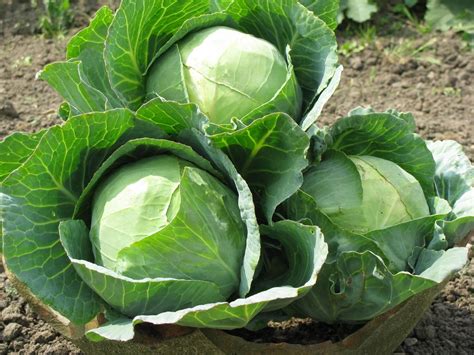 We did not find results for: How to Grow Cabbage Plant From Seeds - Plant Instructions