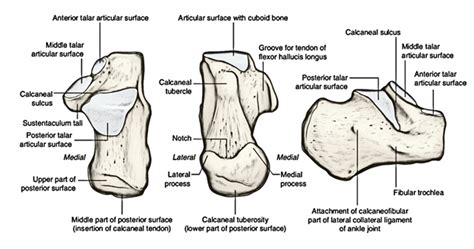 Anatomy Of The Calcaneous Bone