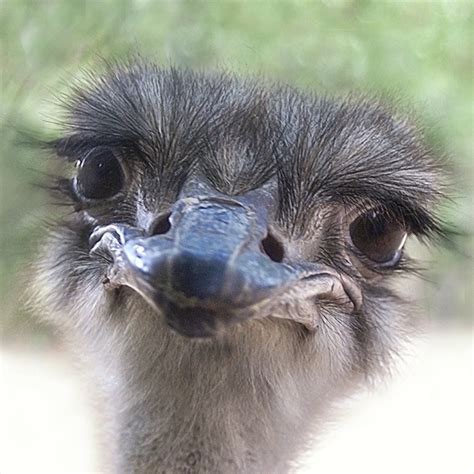 Pin By Daphene C On Animals Birdsflyers Ostriches Animals