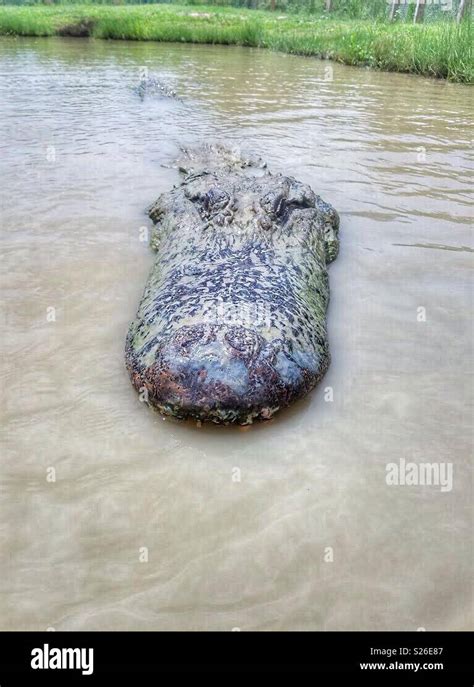 14 Ft Large Alligator Swimming In Natural Habitat Stock Photo Alamy