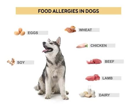 Dog Food Allergies What They Are And How To Feed Your Dog