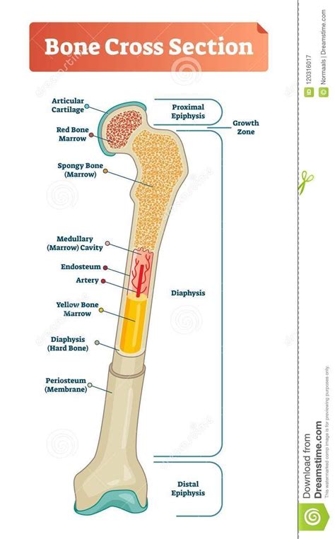 Diagram Of Long Bone And Labels