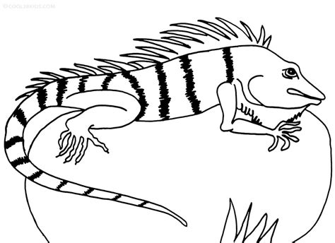Iguanas are a type of reptile surnamed lizards that commonly live in tropical central america, south america and the caribbean islands. Printable Iguana Coloring Pages For Kids