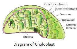 (i) cell division occurs in haploid insect, such as drones of honey bee and lower plant like gametophyte of algae. NCERT Solutions for Class 11th: Ch 8 Cell : The Unit of ...