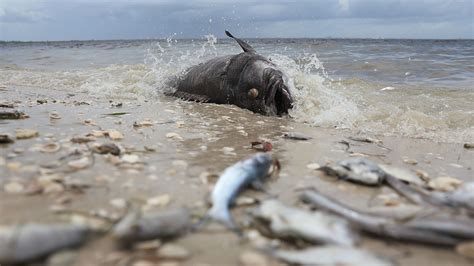 Severe Florida Red Tide Puts Chokehold On Wildlife Economy