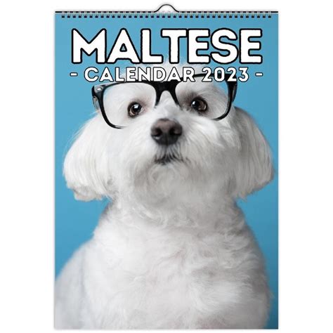Maltese Wall Calendar 2023 Cute T Idea For Maltese Dog Etsy Australia