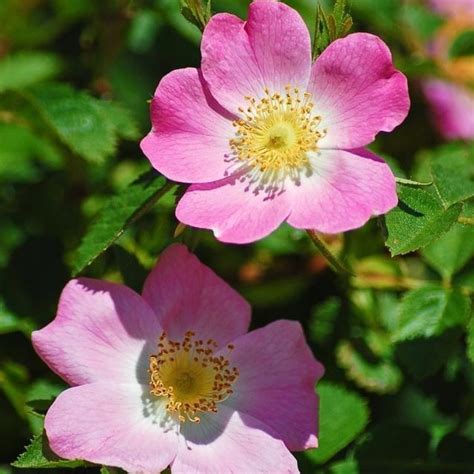 We did not find results for: kleinbleibende Wiesenrose, Sandrose - Grüner Garten Shop ...