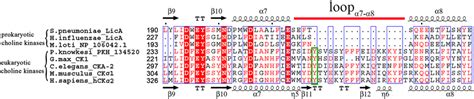 Multiple Sequence Alignment Of Eukaryotic And Prokaryotic Choline