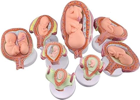 Amazon Modelo De Desarrollo Fetal Embrionario Modelo De Proceso Hot Sex Picture