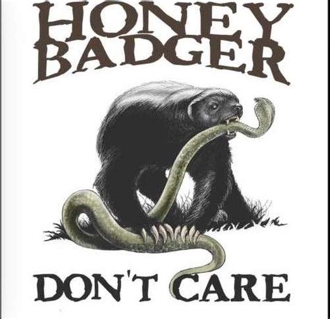 Honey Badger Photo Honey Badger Dont Care Honey Badger Honey