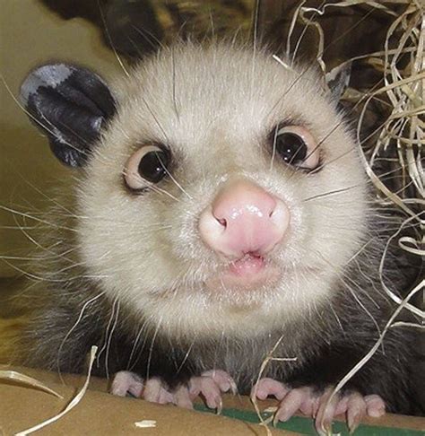 Opossum Awesome Possum Ausgestopftes Tier Cute Creatures Spirit