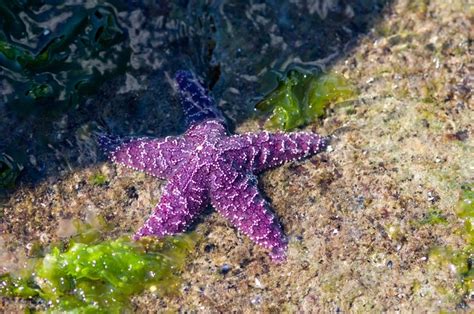 Sea Star Purple Sea Star Coming Out Of Shadow Sea Star Ocean