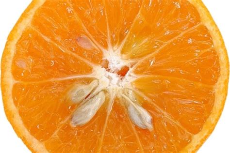Properties Of Orange Seed Extract Leaftv