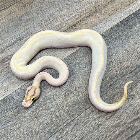 Enchi Pos Orange Dream Ivory Ball Python By Superior Scales Reptiles Llc Morphmarket