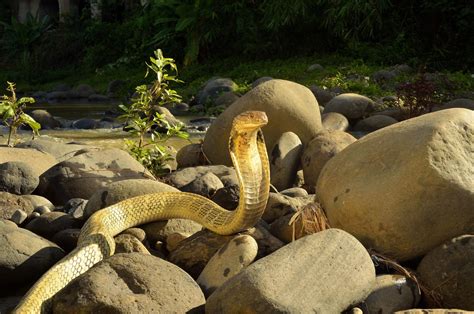 Top 10 King Cobra Facts A Dangerously Venomous Snake
