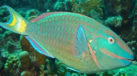 Study Indicates Parrotfish Species Thrive When Coral Reefs Die