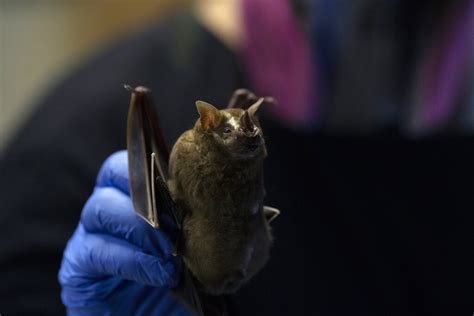Rabies Infected Bat Found In Orange County Info New Tour And Travel
