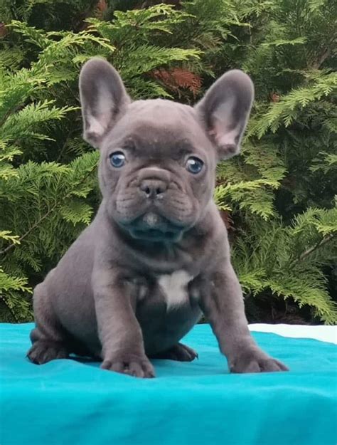 He is ready for his new home now. Winnie | Purebred, healthy French Bulldog puppy for sale ...